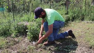 Removing Invasive Mugwort