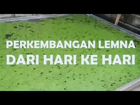 THE GROWTH OF DUCKWEED FOR 5 DAYS