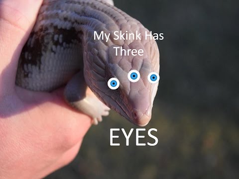 download lagu mp3 mp4 Parietal Eye, download mp3 Parietal Eye free downloadn, video klip Parietal Eye