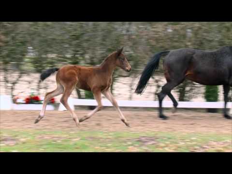 70 Fabregas HF v. Fürsten-Look - Sir Donnerhall I