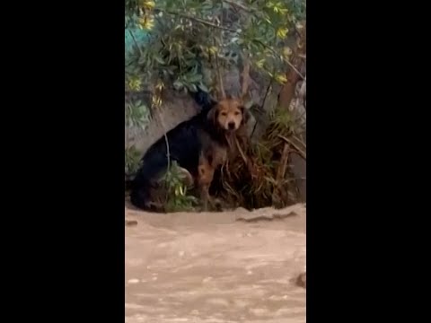 Stray dog escapes Chile’s raging Mapocho River