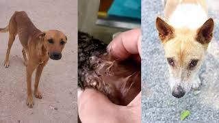 Grossest Worm in Dog Video ONLY WATCH IF BRAVE!