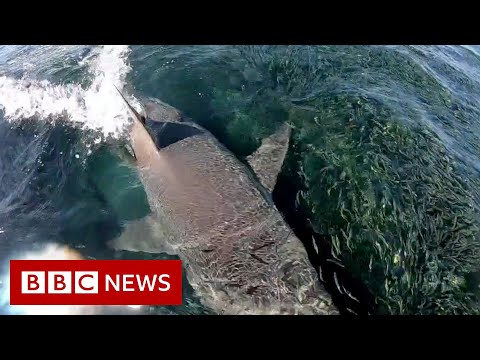 'Sharks everywhere': Angler films feeding frenzy in Australia - BBC News
