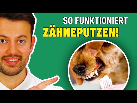 , title : 'Wie dem Hund die Zähne putzen? - Tierarzt erklärt richtige Zahnpflege'