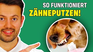 Wie dem Hund die Zähne putzen? - Tierarzt erklärt richtige Zahnpflege