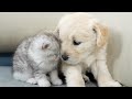 Golden Retriever Puppy And Kitten Become Best Friends From Day One