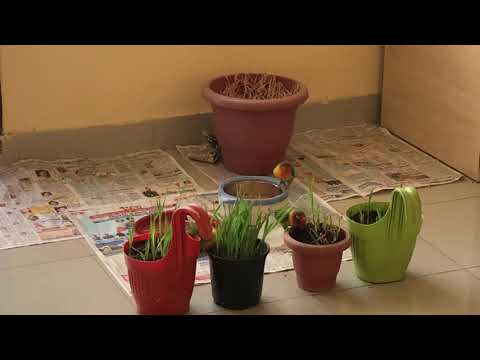 Lovebirds are eating wheatgrass