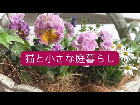 arbre-petit-jardin-Amélanchier-fleurs-blanches