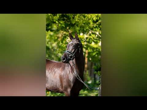 Zu Verkaufen 4 J. Reitponystute v. Don Mour x Rocketti