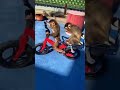 Monkey Cycling Funny Videos Funny Monkey Videos Shots