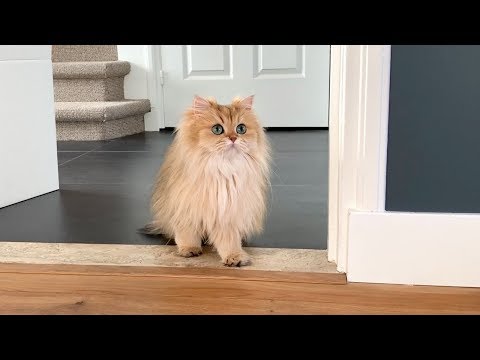 MOVING WITH CATS - Exploring The House