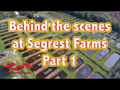 A behind the scenes tour of the incomparable Segrest Farms