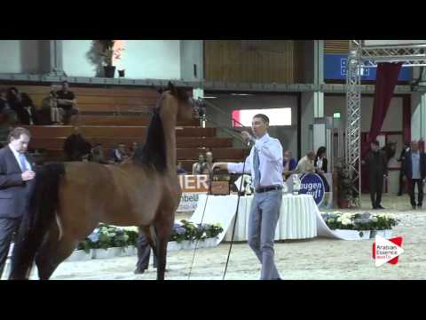 N.77 MARAN - Wels 2016 - Stallion 7-10 years old (Class 11)
