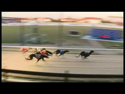 Badminton Donal - Coral Romford Puppy Cup - Heat 1