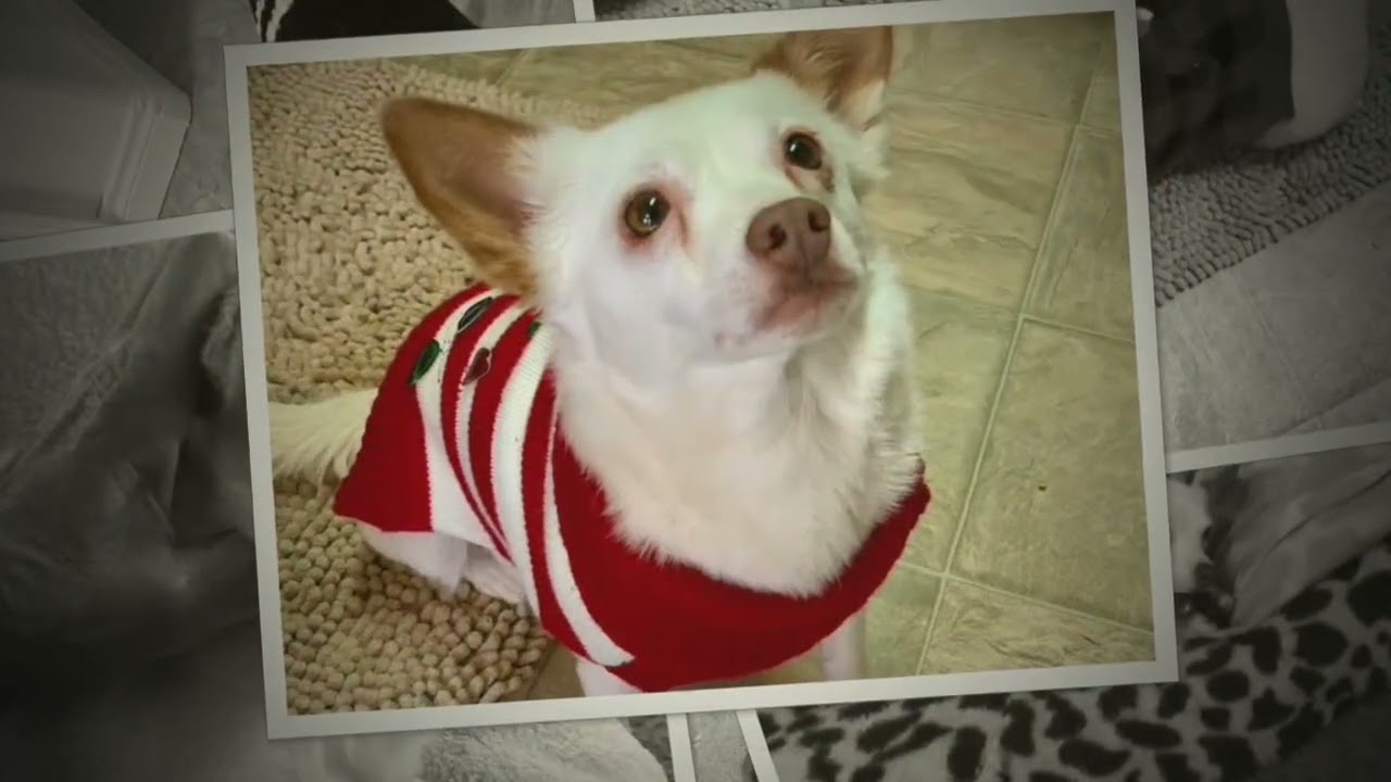 Enlarge Mamma Mia, a Adoptable mixed breed in Bakersfield, CA video 6/6