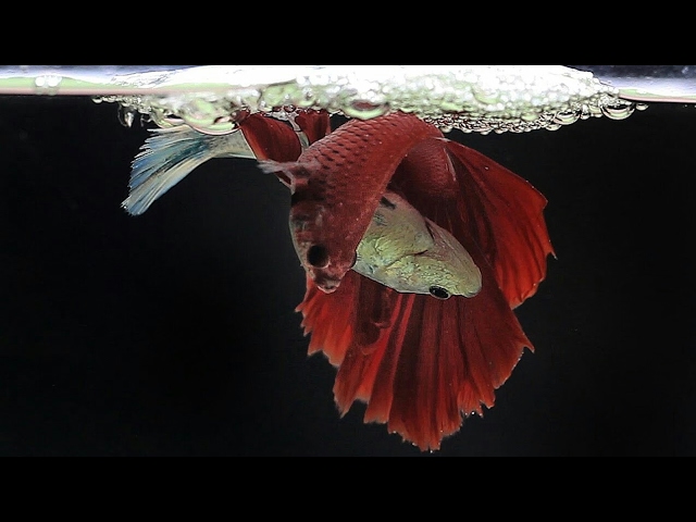 The Complete Betta Fish Life Cycle in 3 Minutes