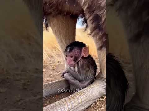 #primates #animallife #babyanimal #babymonkey #forestlife #babyprimate #animalworld #animals