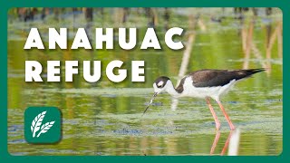 Anahuac National Wildlife Refuge - Postcard From Texas