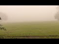 Herring Gulls In The Mist