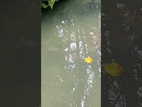 #musica #estreno #futbol #naturaleza #mexico #shorts Saravena Arauca y sus buenos paisajes