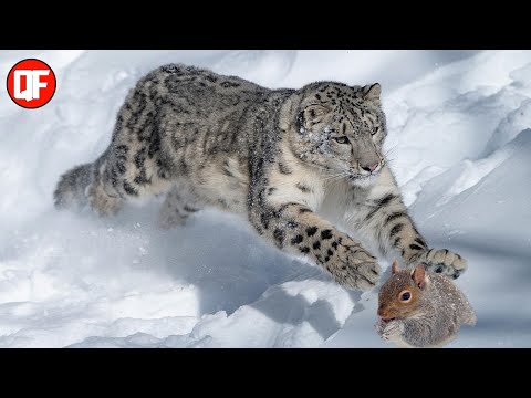 LEOPARDO DAS NEVES CAANDO EM ALTURAS INCRVEIS.| leopardo das montanhas.