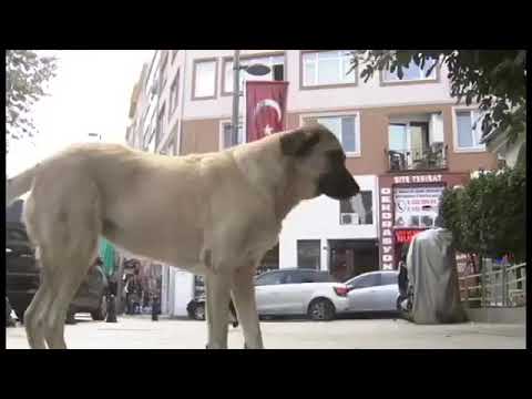 Cansu’s birthday surprise from Latin America fans