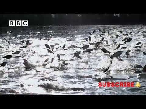Silver fish |Thousands of fish leap out of water | at same time - Slow Mo!