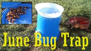 June Bug Trap for the Chickens