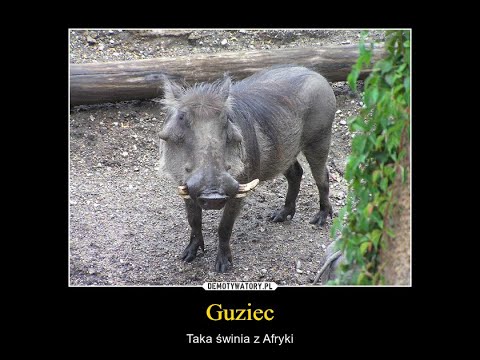 Guziec ! Świnia z Afryki | RAFT #6