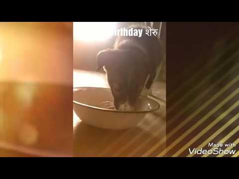 लहानशे पिल्लू