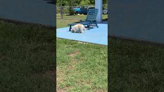 Video preview image #1 Havamalt Puppy For Sale in Valrico, FL, USA