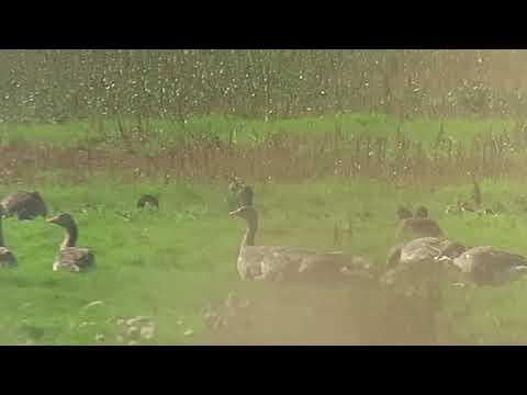 180909#13   Greylag Goose