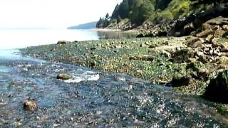 preview picture of video 'Sea Level Spring -2 tide.MOV'