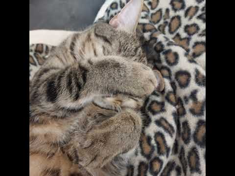 Aequilibrium Cup u15 maschile 2023 Trofeo delle Regioni  2a giornata  VENEZIA VS TRENTINO