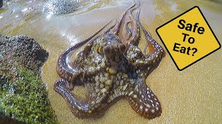 Catch n&#39; Cook Octopus