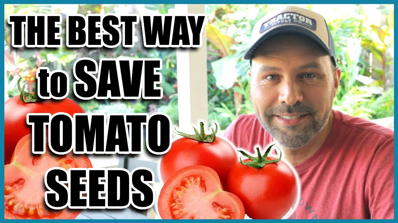 How to Save Tomato Seeds for Next Year