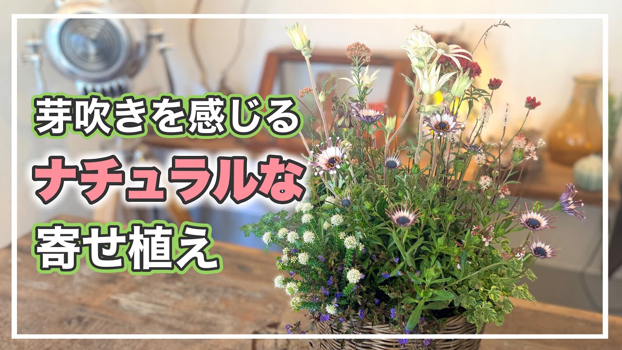 春を感じるナチュラルテイストの寄せ植え！【寄せ植え道場】