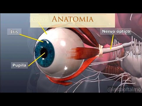 Eye Anatomy