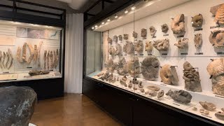 【かはく】北海道産出のアンモナイトたち