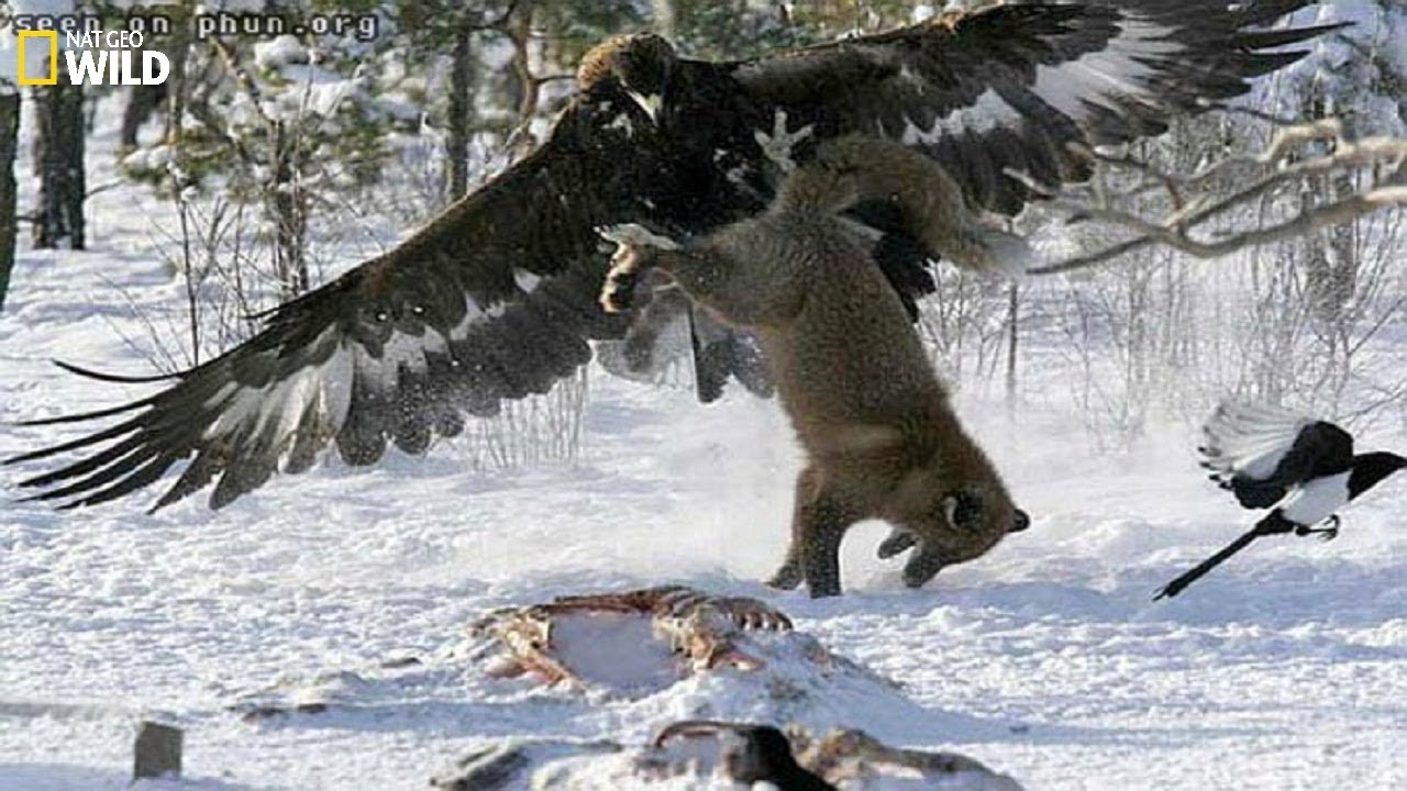 The 5 Best Documentaries About Hawks