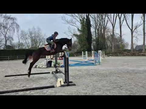 Rosary Cinda MB, just saddle broken.