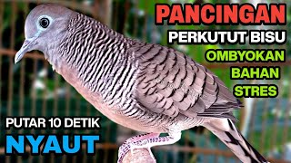 Download lagu Perkutut Lokal Gacor Suara Besar Pancingan Burung Perkutut Agar Cepat Bunyi. mp3 Download lagu Perkutut Lokal Gacor Suara Besar Pancingan Burung Perkutut Agar Cepat Bunyi. mp3