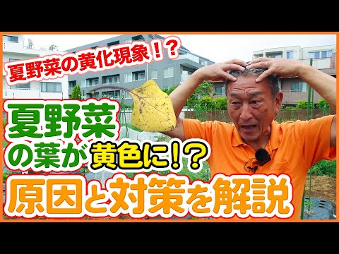 ズッキーニの苗が黄色くなるのはなぜですか? 水やりが栄養不足になると黄色に変わります。