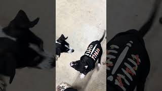 Video preview image #1 Mutt Puppy For Sale in Oakhurst, NJ, USA