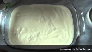 A simple explanation of an outcross with an other dog breed