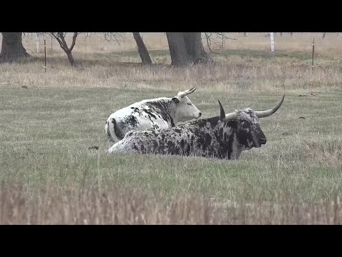 Sheriffs and ranchers gather to discuss cattle theft prevention