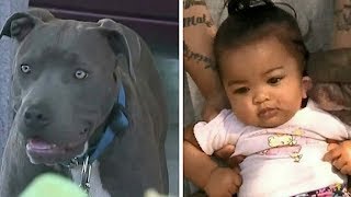 Hund schnappt sich Windel des Babys und zieht, die Familie erkennt, dass der Hund ein Held ist!