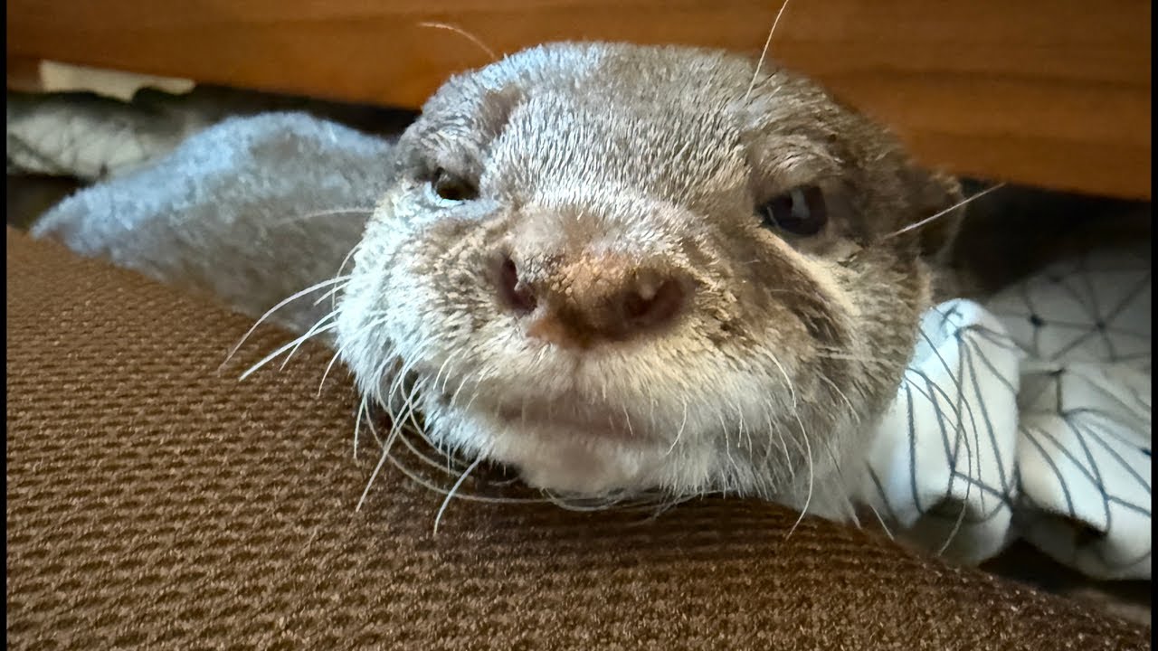 ビンゴ8歳の誕生日🎂 Bingo Turns 8 Today! Birthday Live 🎉