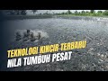 Cultivating Tilapia Fish With A Water Wheel System Can Harvest 6 Tons Per Pond