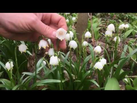 Wildkräutersalat im Vorfrühling - Giersch zwischen giftigen Märzbechern